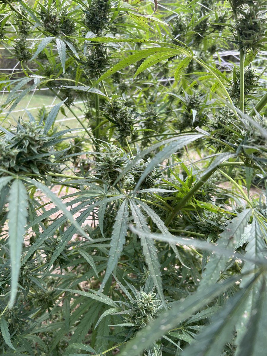 Aphids out of control please help 6