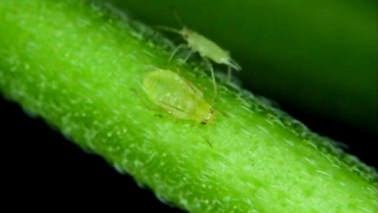 Aphids wont go away
