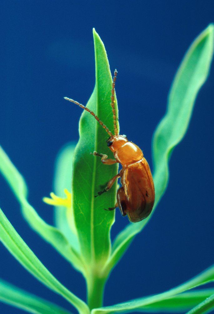 Aphthona flava flea beetle