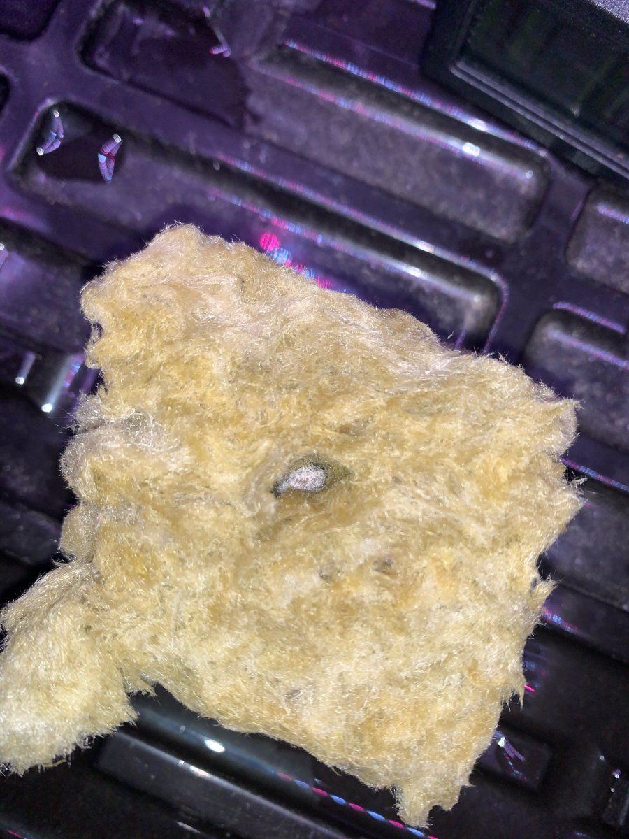 Apollo 13  a train indoor hydro dwc 4