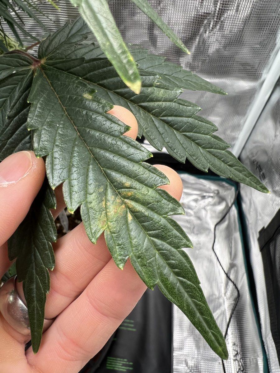 Approaching harvest first time grower 2