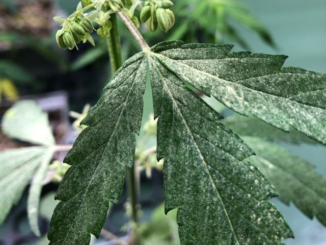 APPS Plant