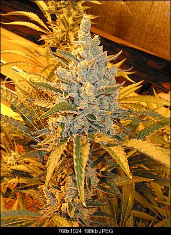 Apricot chem 1