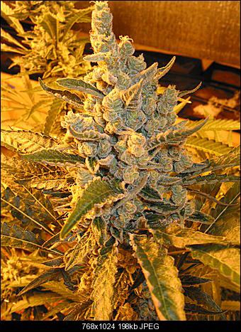 Apricot chem 1a