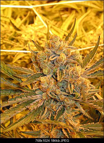 Apricot chem 2