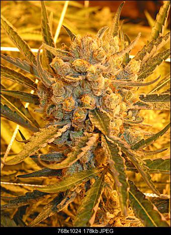 Apricot chem 2a