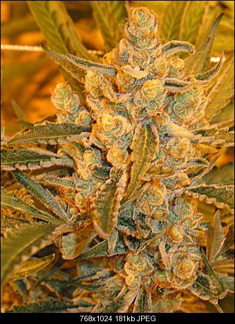 Apricot chem 2b