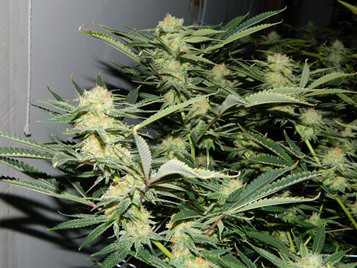 Apricot D 007