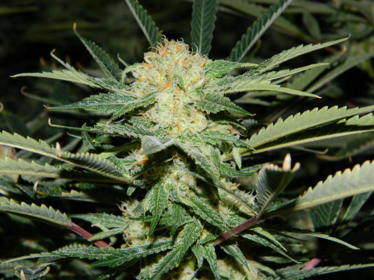 Apricot D 011