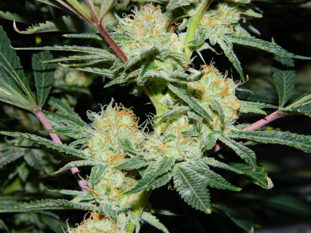 Apricot D 013