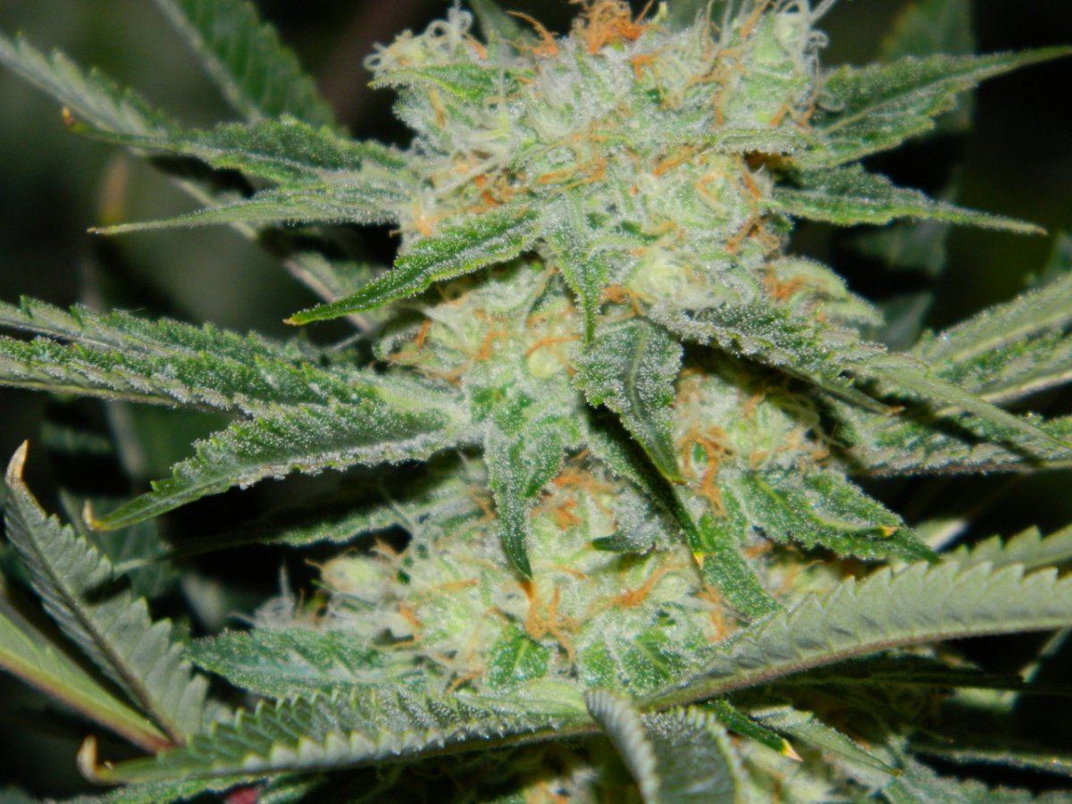 Apricot D 021
