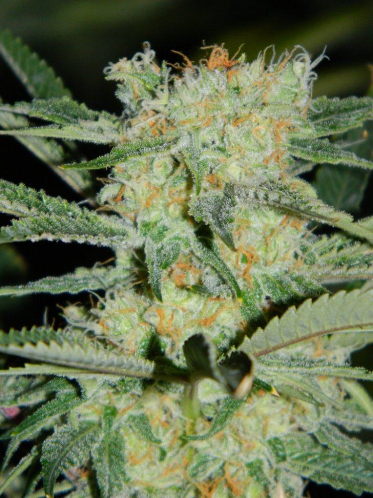 Apricot D 022