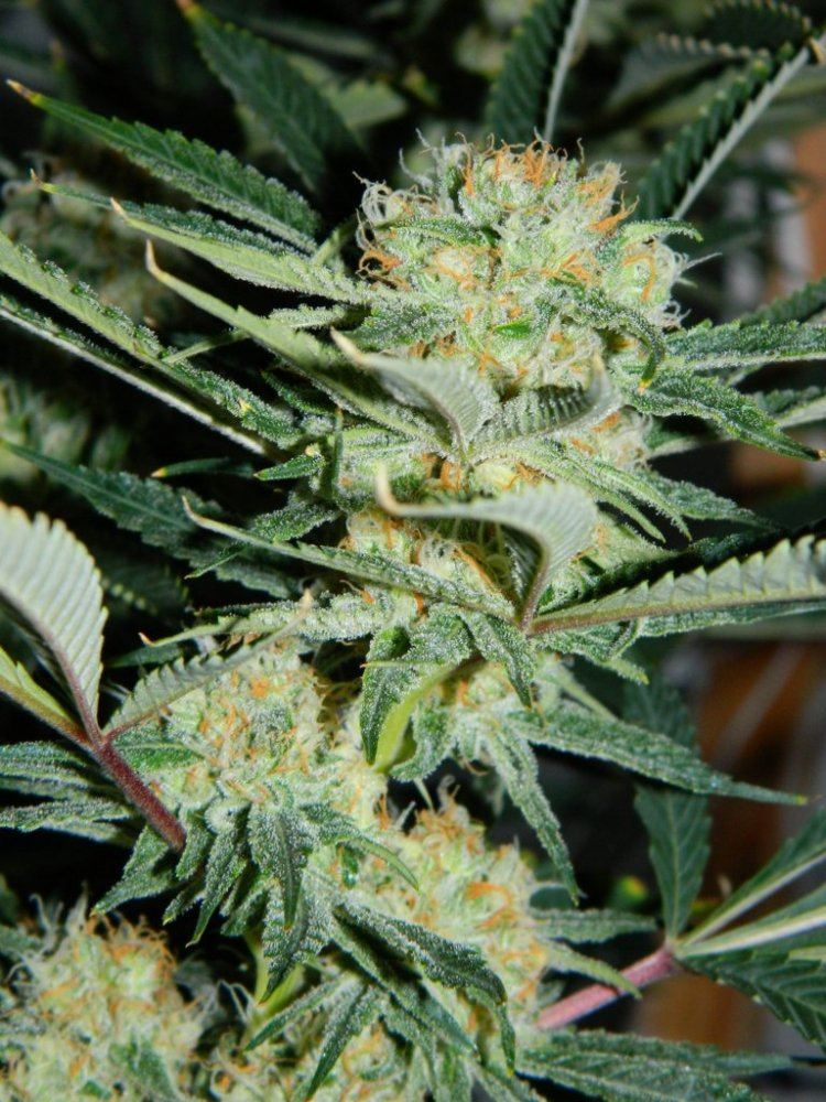 Apricot D 030