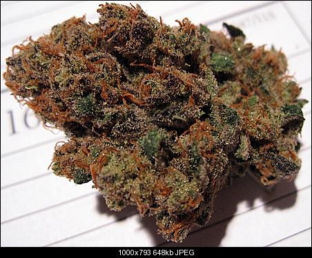 Apricot Helix bud