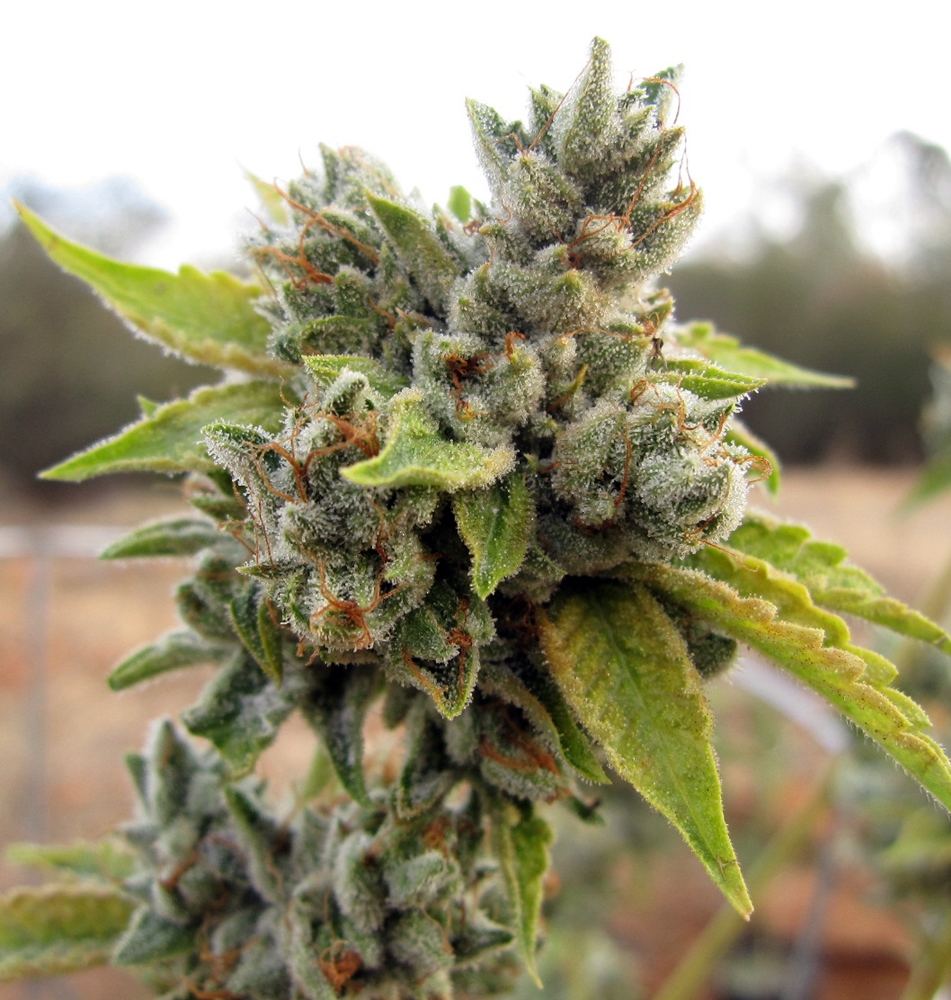 Apricot kush