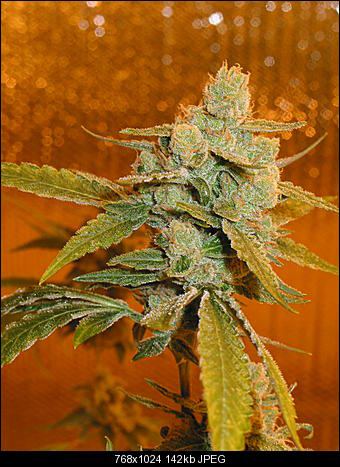 Apricot OG