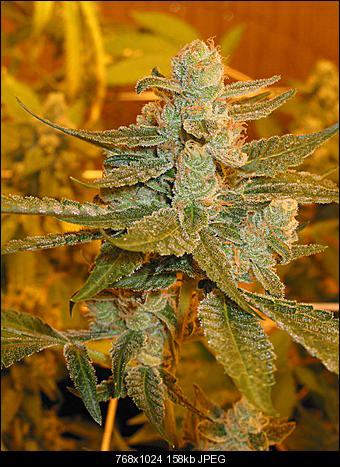 Apricot OG1