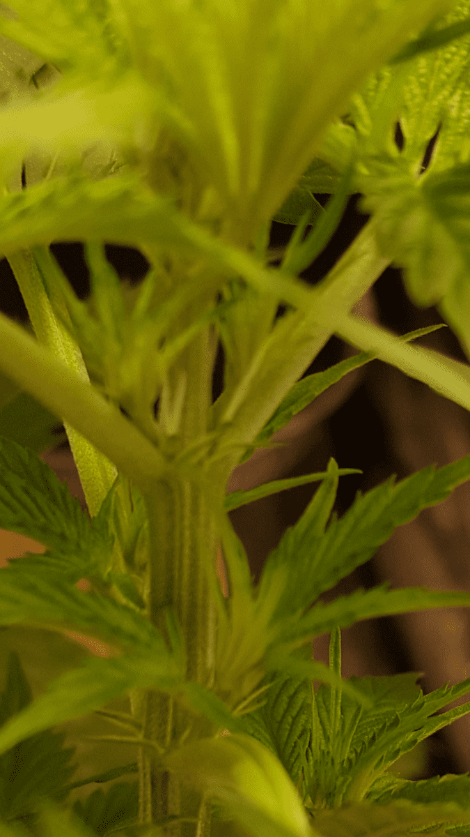 AQ female