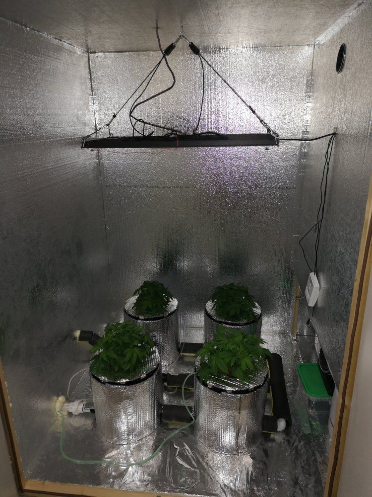 Aqua mans first grow diary 2