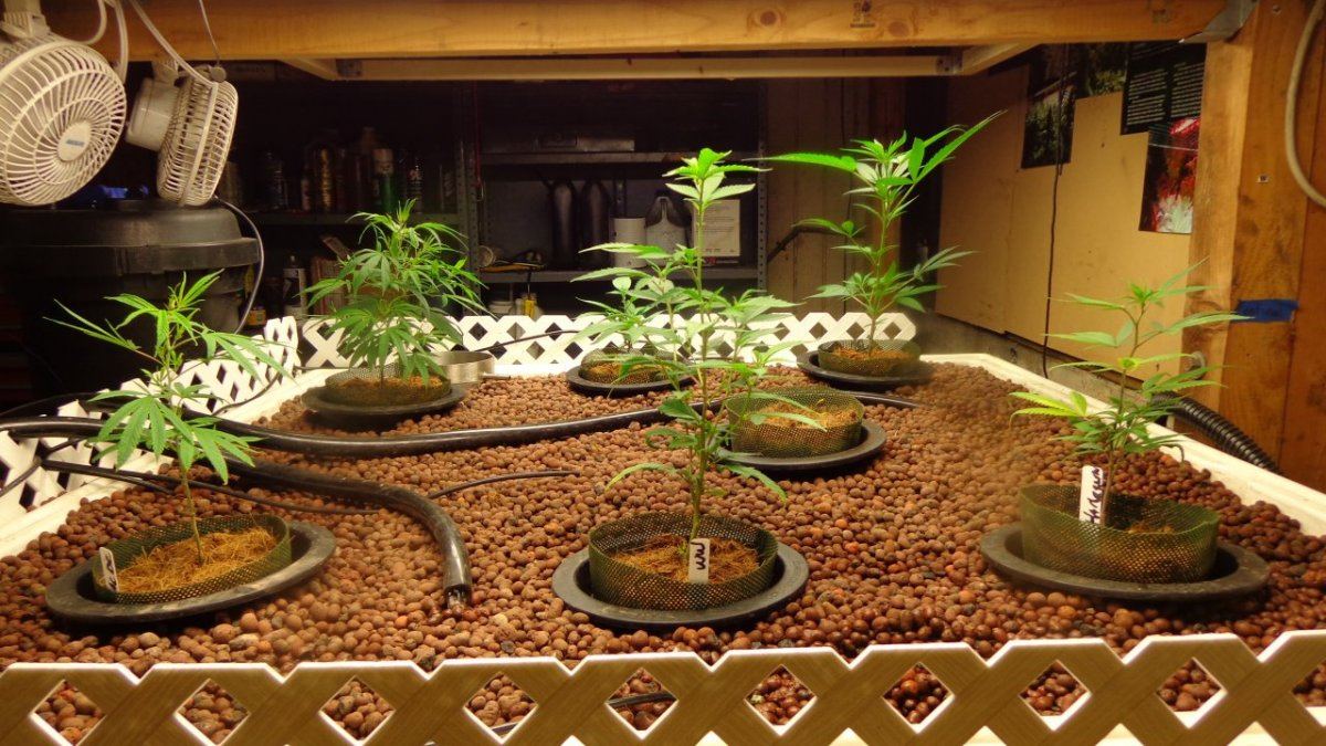 Aquaponic cannabis gardens 5