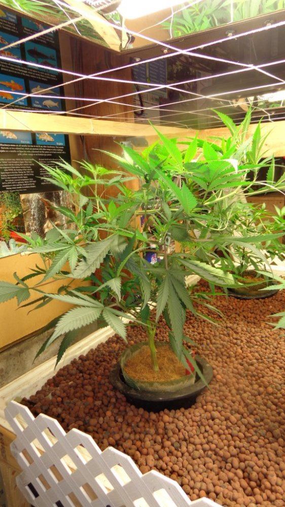 Aquaponic cannabis gardens 6