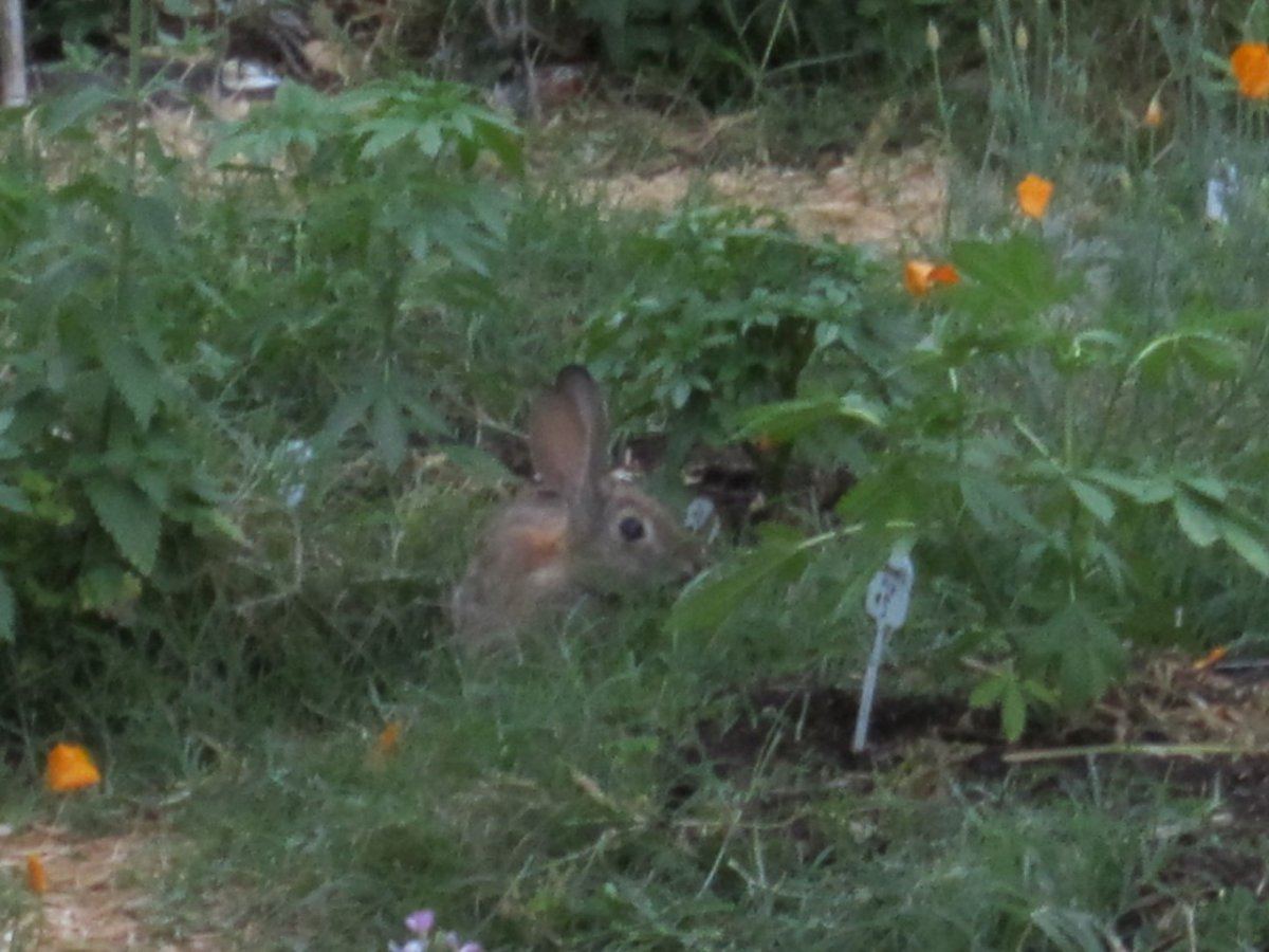 ARabbit