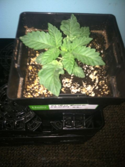ARC 2 weeks