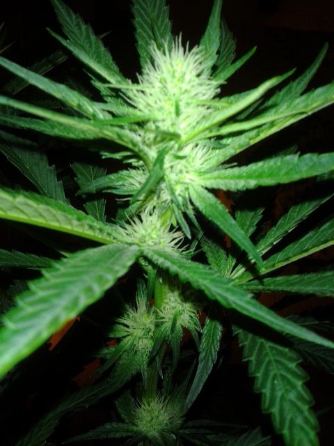 Arc 4 bud view day 22