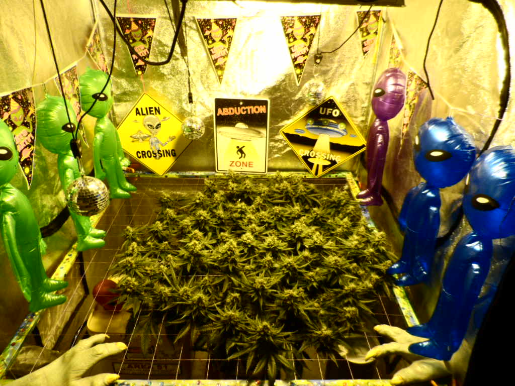 ARC 7th week FLowering 003