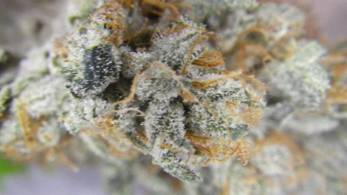 ARC 9 week bud smoke report 001