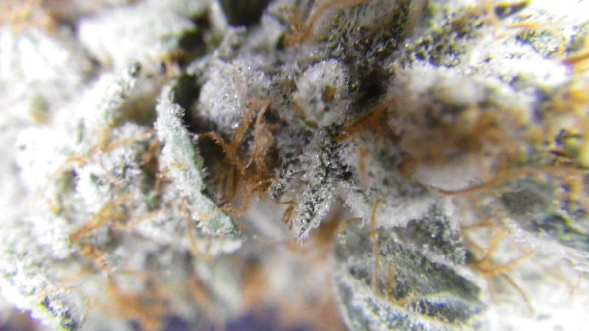ARC 9 week bud smoke report 002