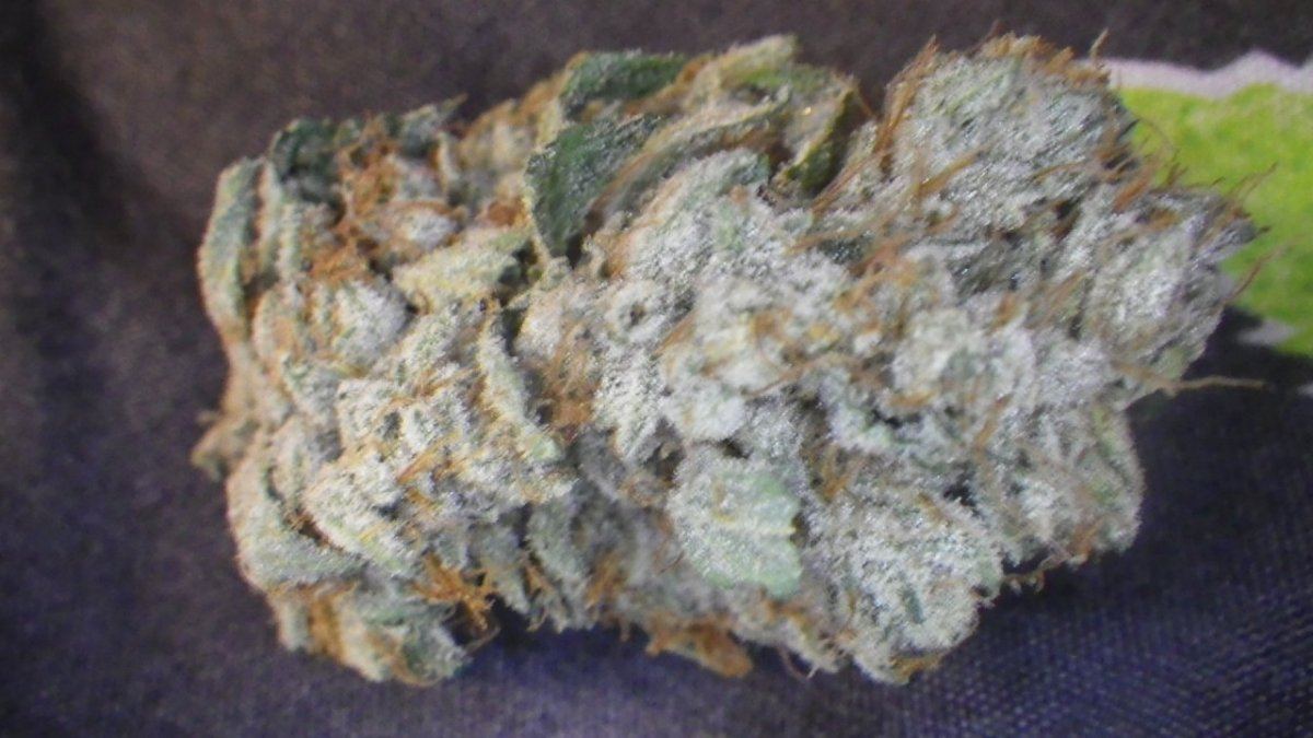 ARC 9 week bud smoke report 003