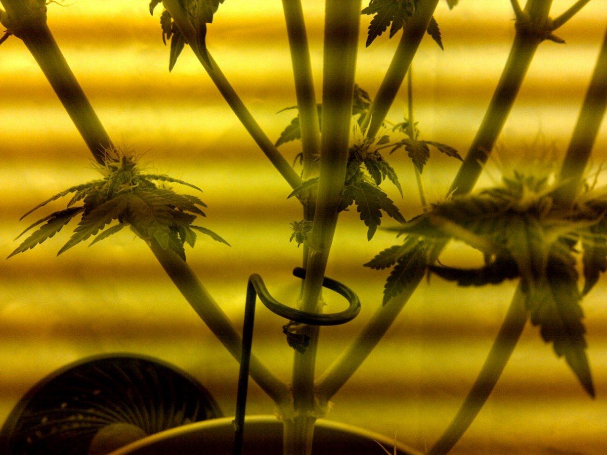 Arc bottom day 35