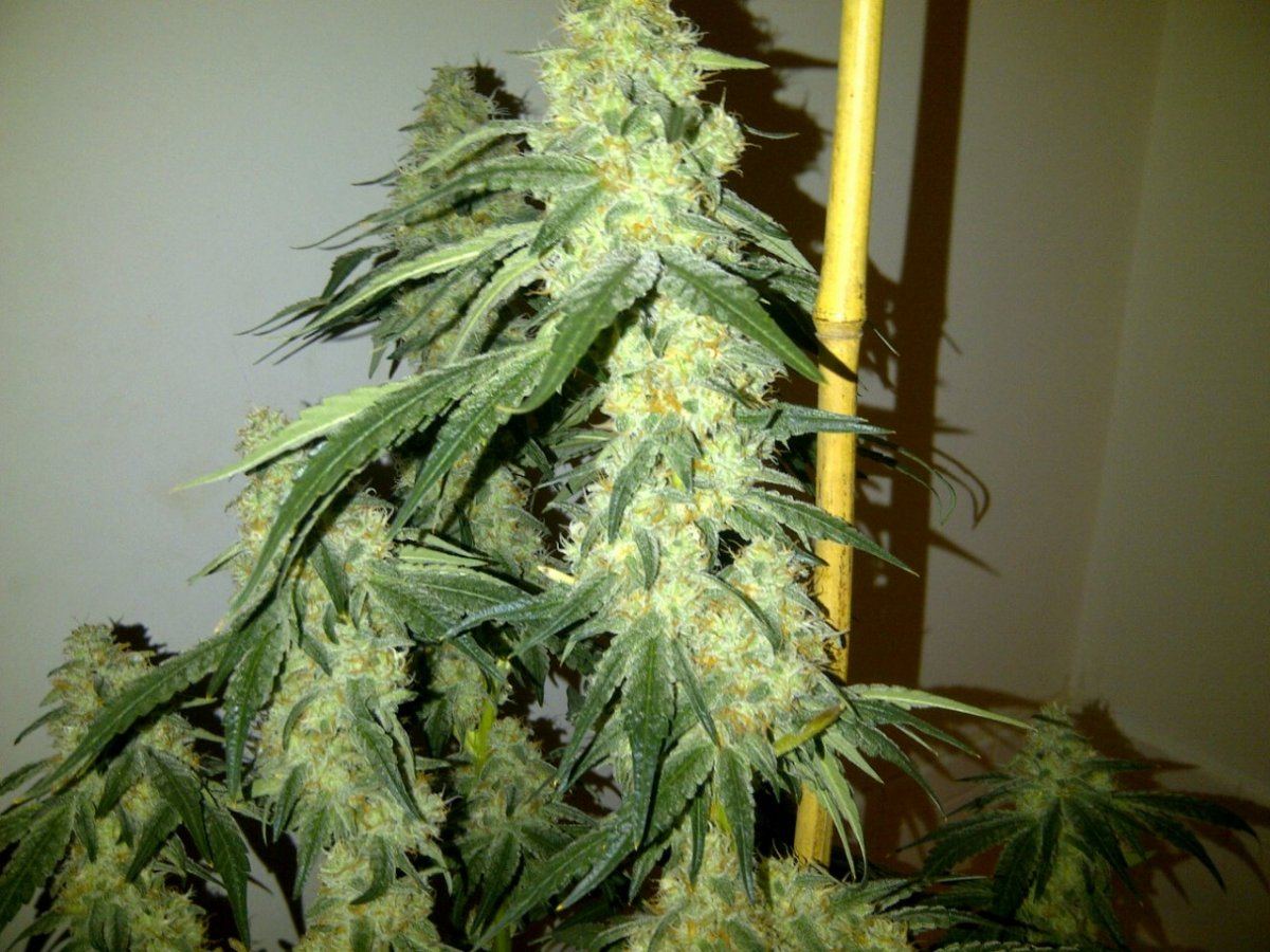 Arc cola day 54