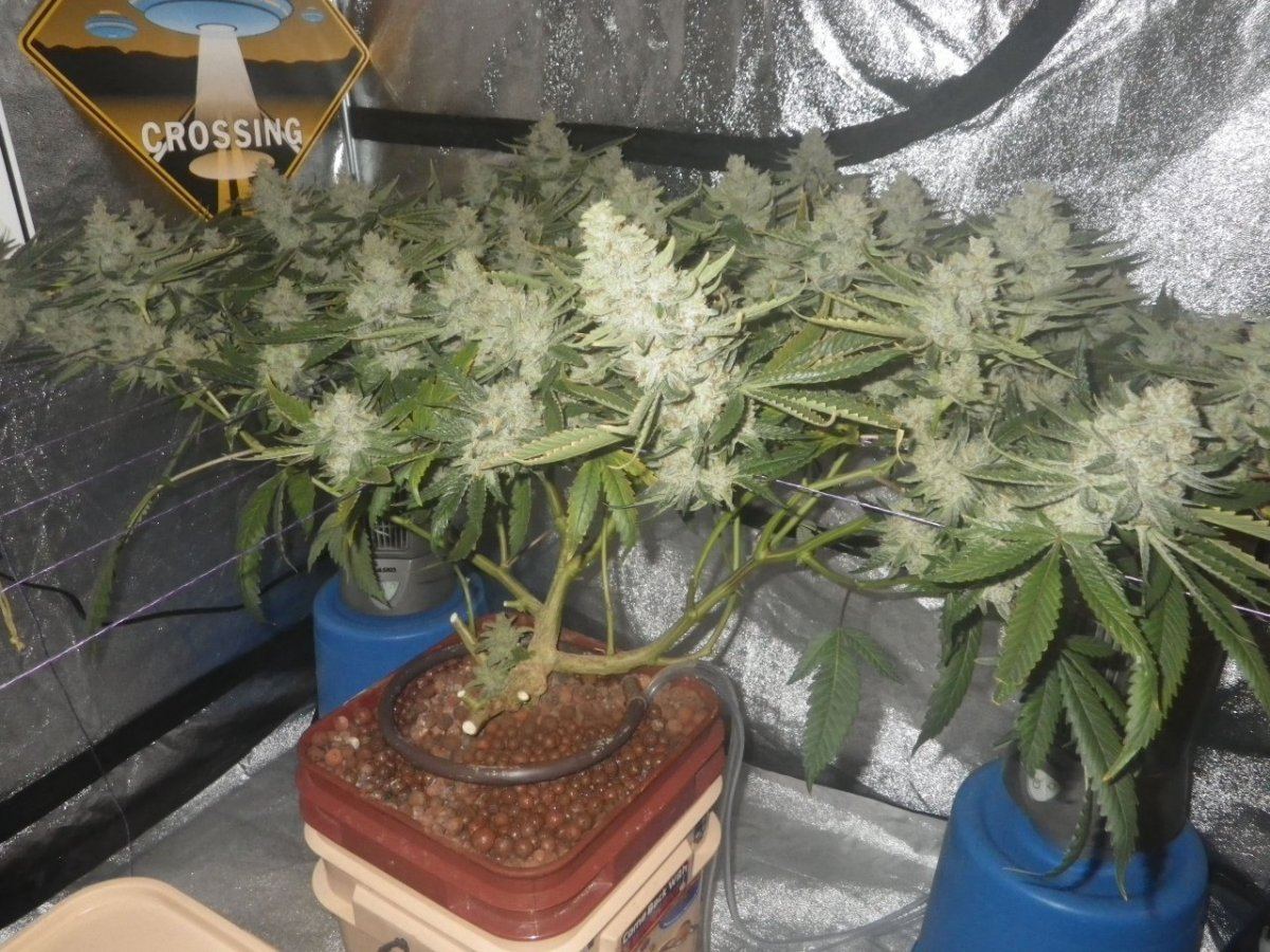 ARC cut in half 001