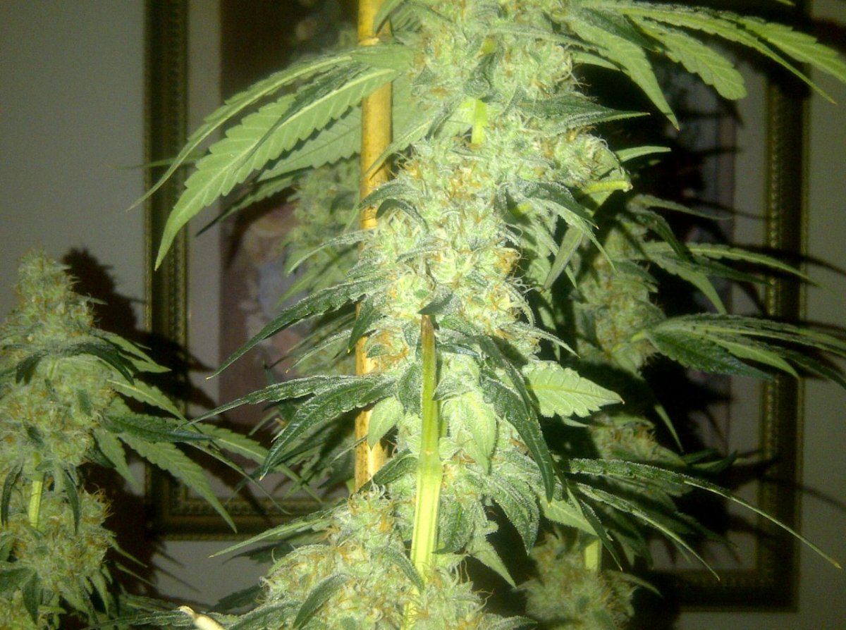 Arc day 52