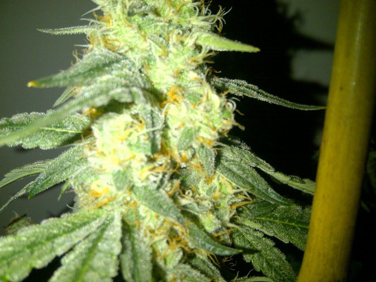Arc day 54