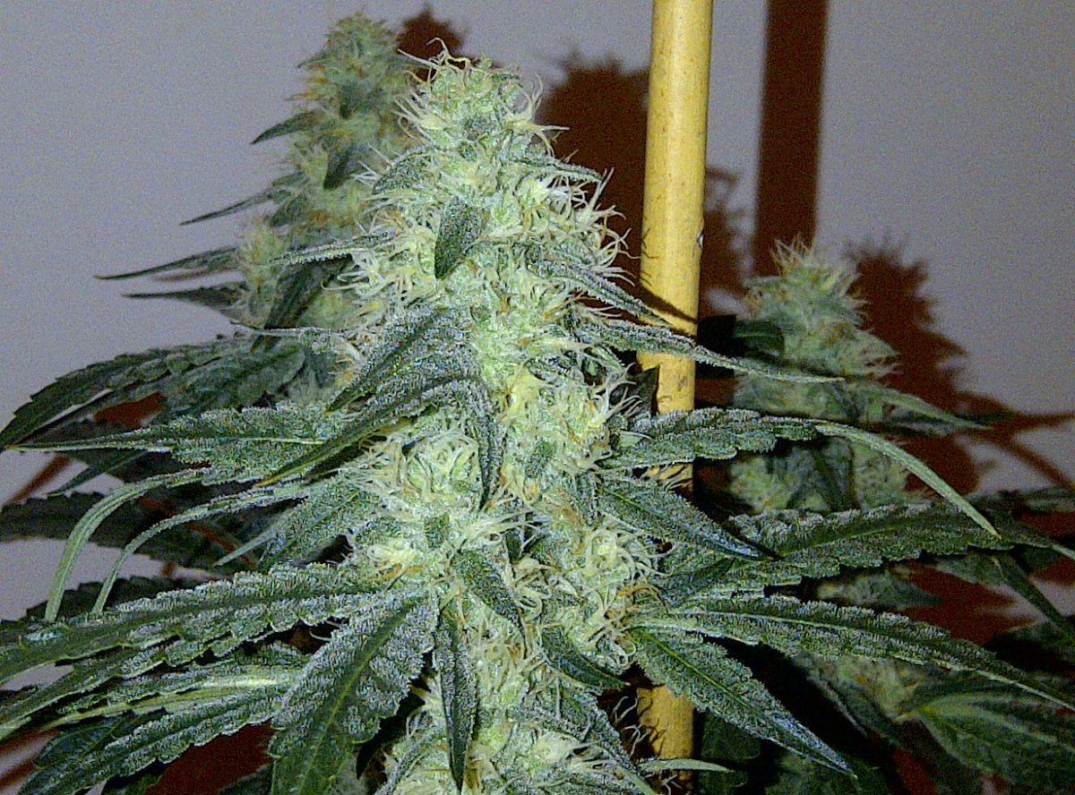 Arc flush 46