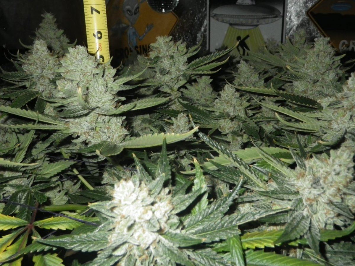 ARC harvest at 9 weeks 012