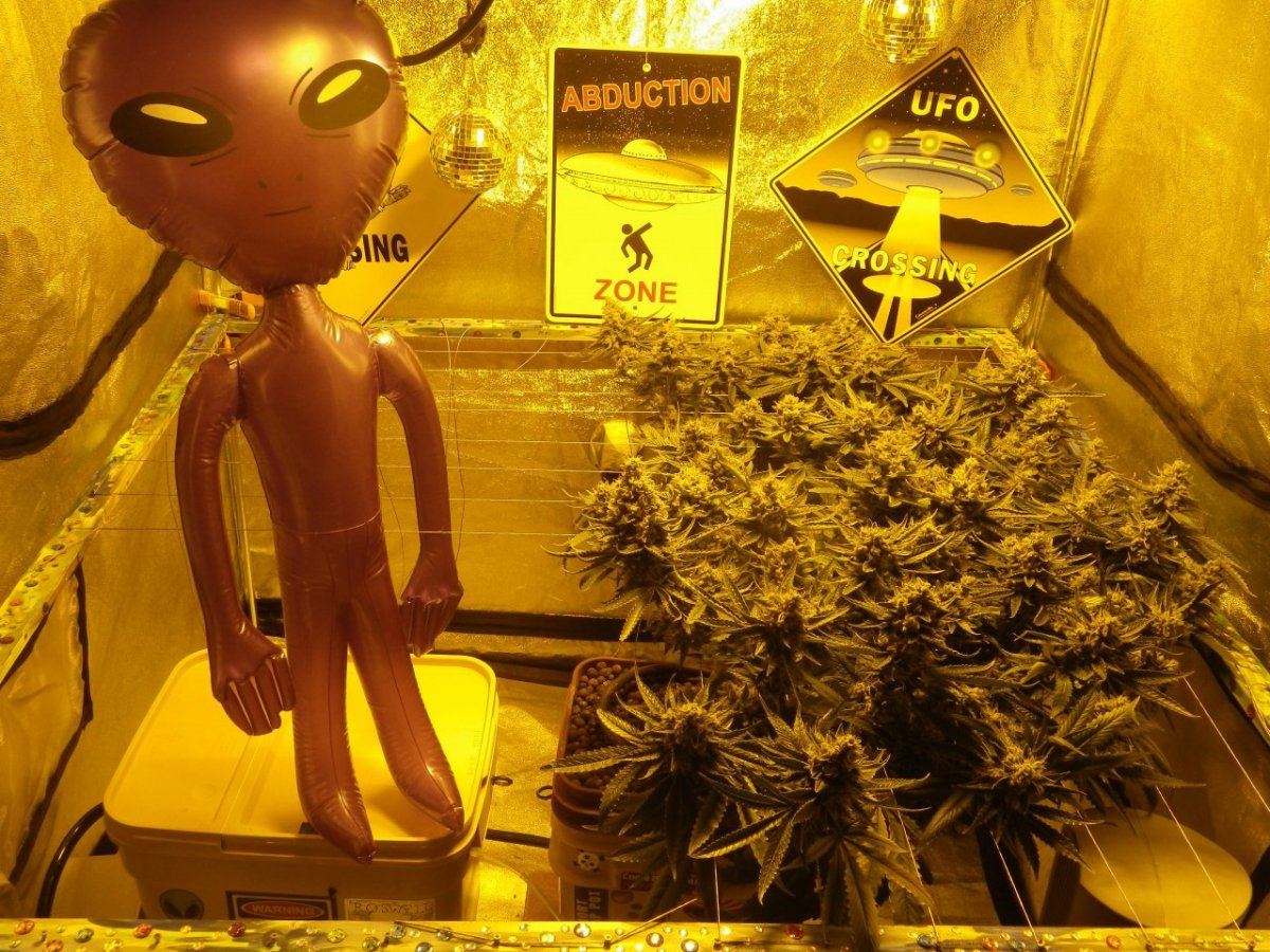 ARC harvest at 9 weeks 021