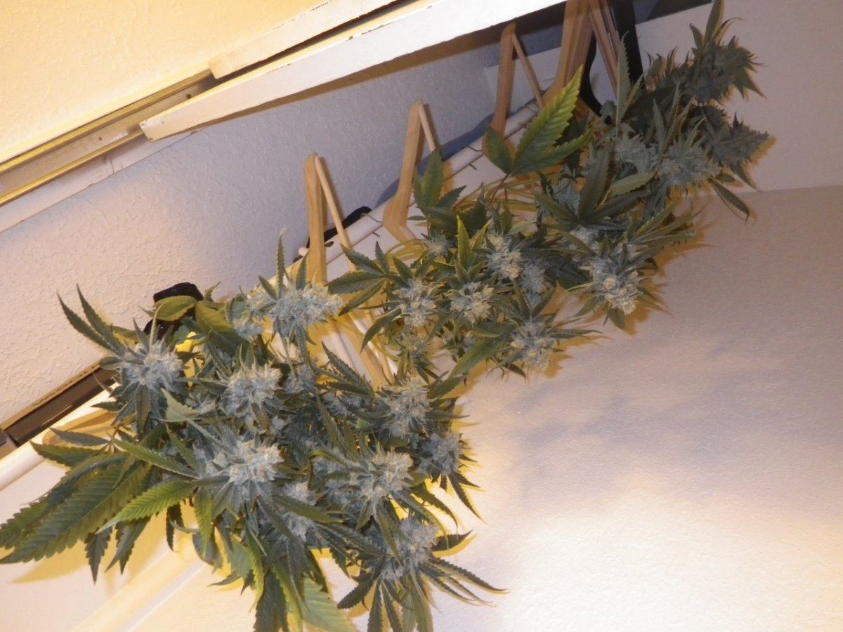 ARC harvest at 9 weeks 029