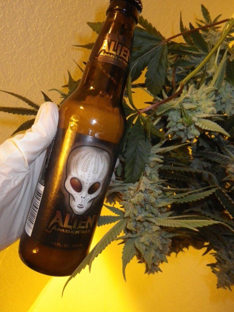 ARC harvest at 9 weeks 032