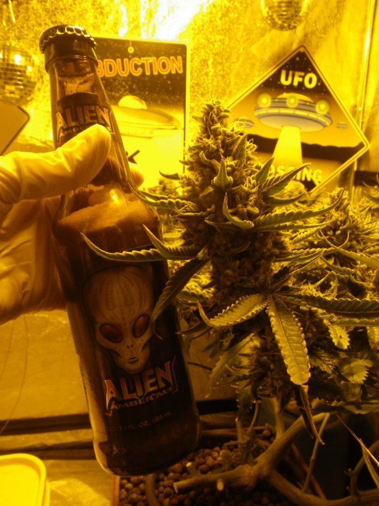 ARC harvest at 9 weeks 033