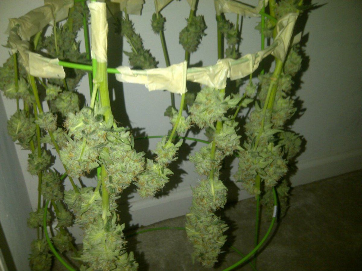 Arc harvest hung