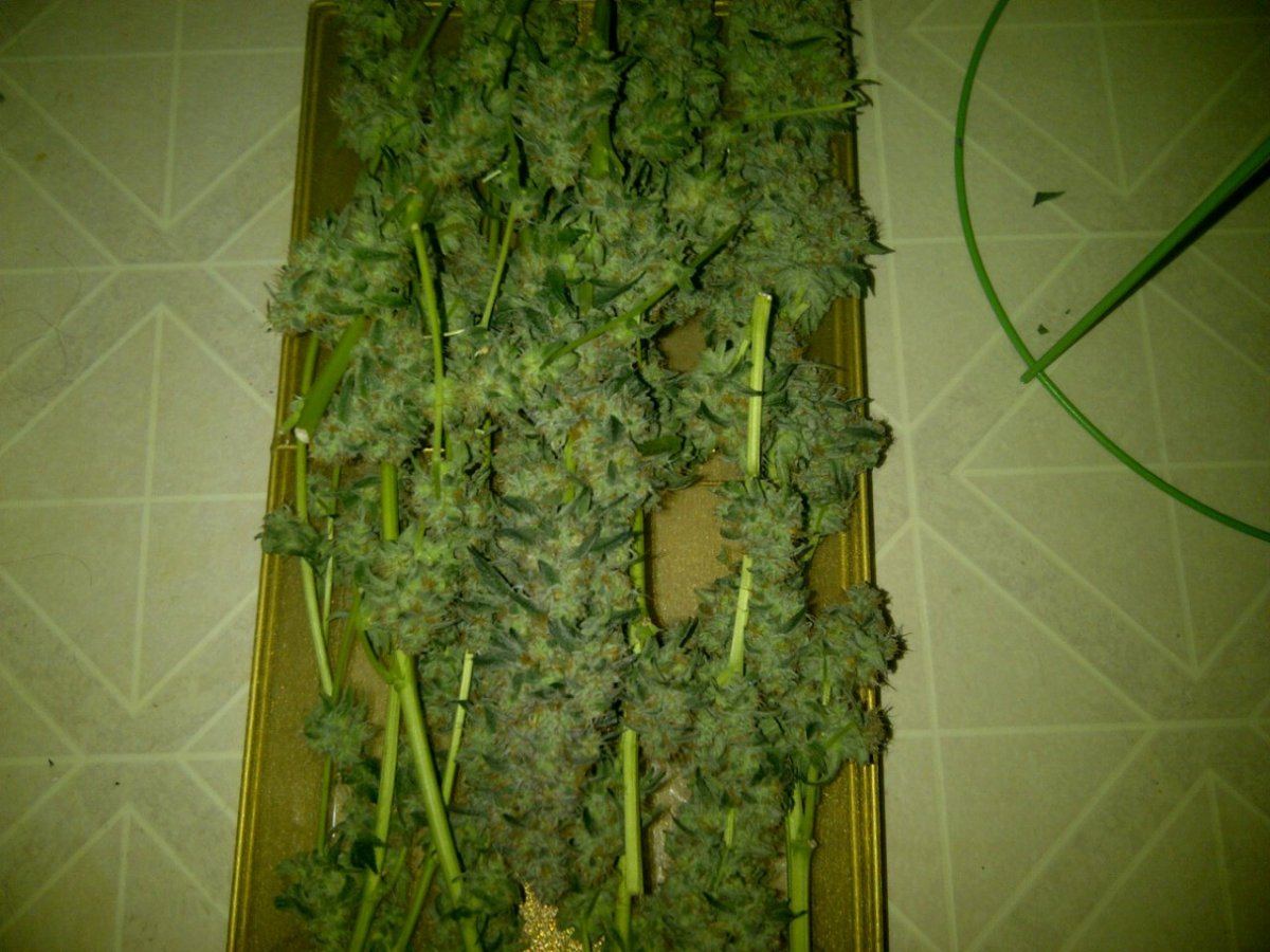 Arc harvest