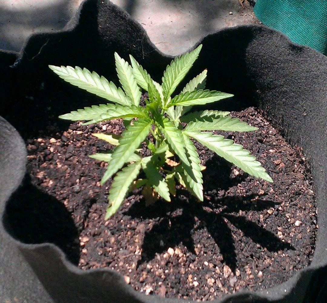 ARCF2 female
