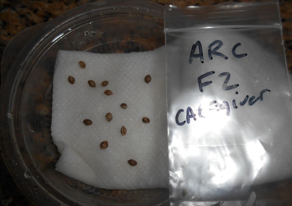 Arcf2beans1113