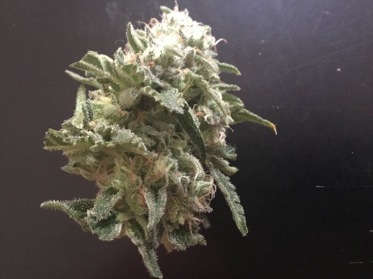 Are buds looking like picking