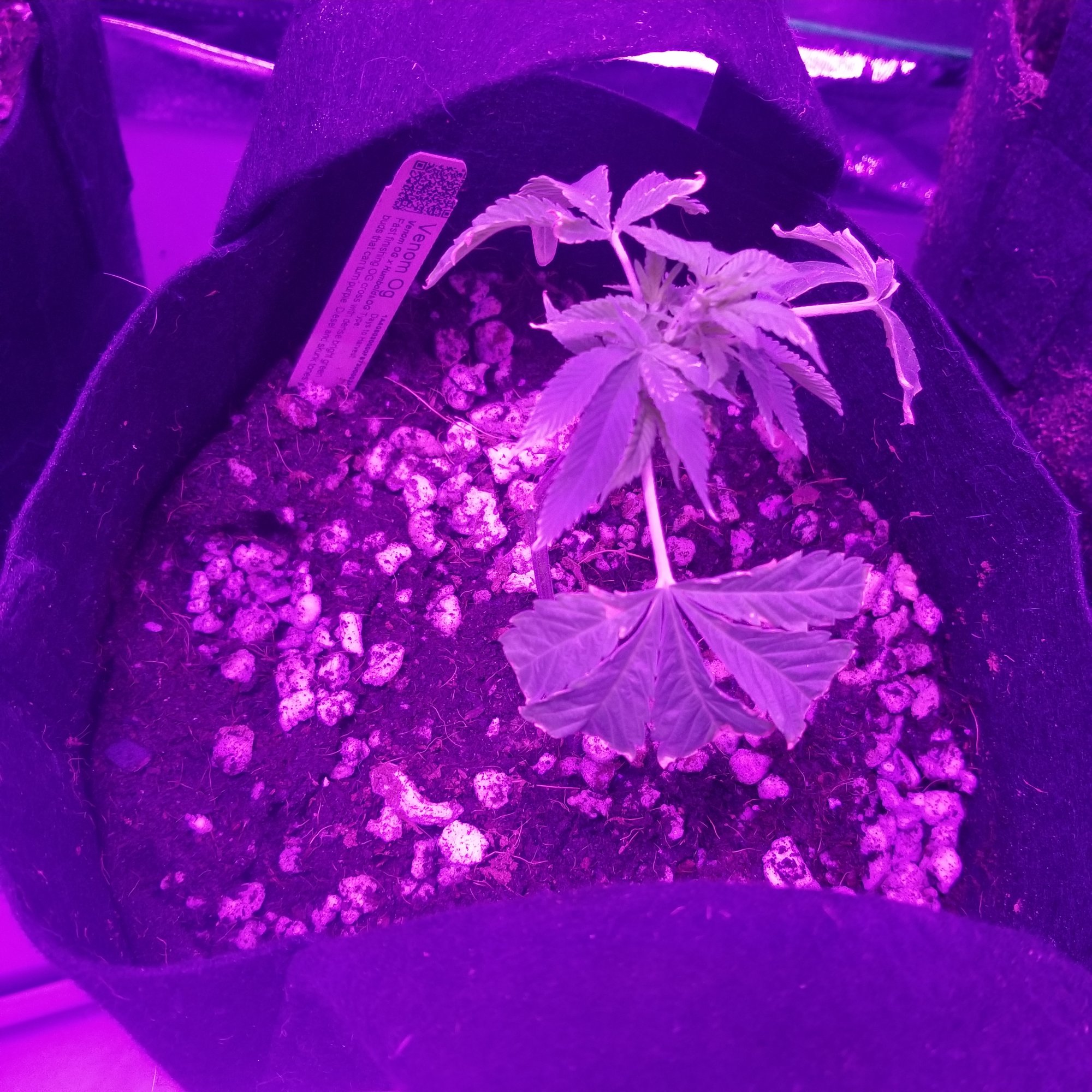 Are my clones dying please help 10