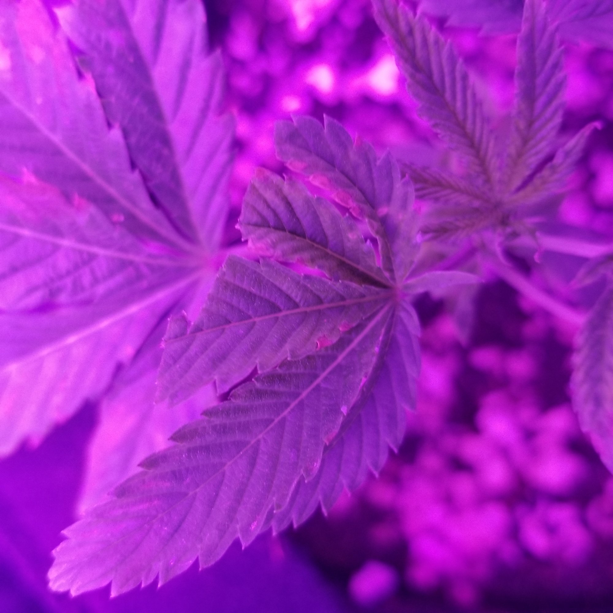 Are my clones dying please help 11